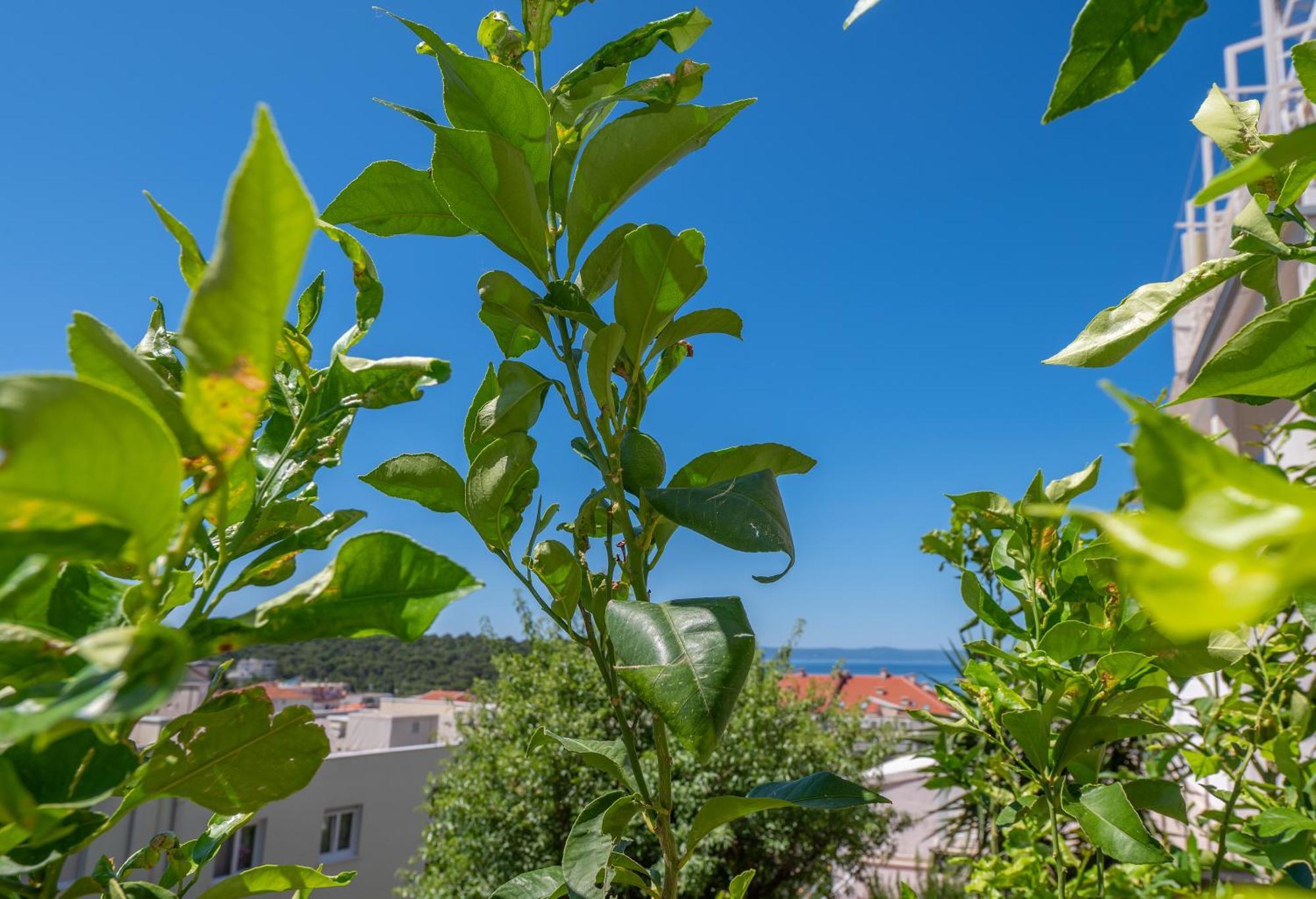 Apartmani Sani Makarska Ngoại thất bức ảnh